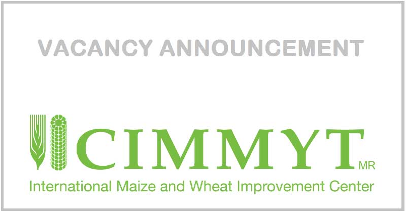 International Maize and Wheat Improvement Center CIMMYT Vacancy